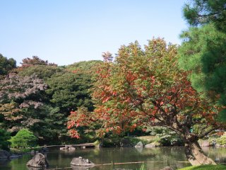紅葉した桜と池
