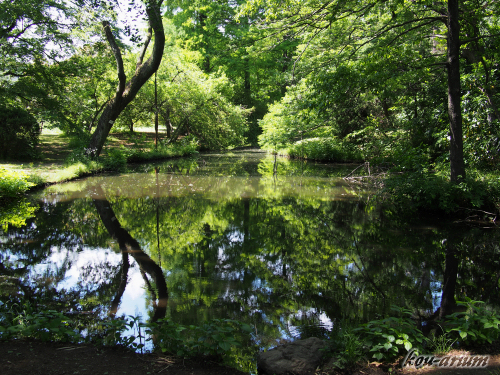 小石川植物園にある池の水面