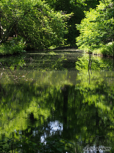 小石川植物園にある池の水面