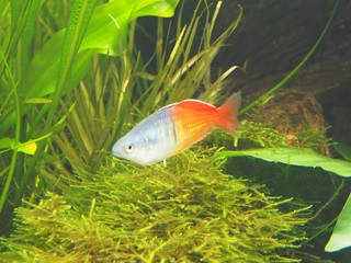 熱帯魚