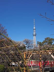 東京スカイツリーと亀戸天神社