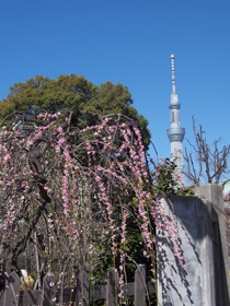 東京スカイツリーと亀戸天神社