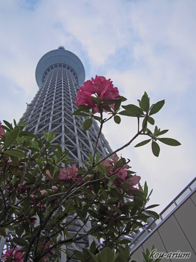 東京スカイツリーと花