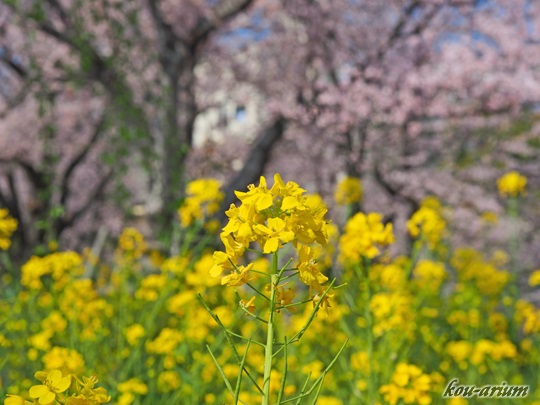 隅田公園のソメイヨシノ
