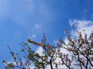 青空と葉桜