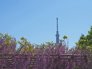 向島百花園から見た東京スカイツリーとフジの花