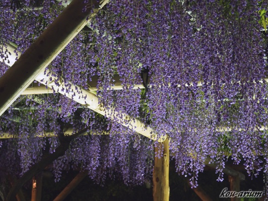 亀戸天神社の夜の藤棚