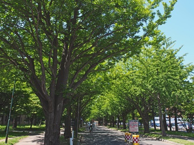 北海道大学構内イチョウ並木