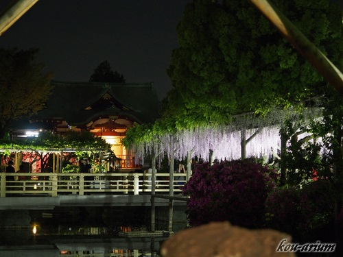 亀戸天神社の藤棚ライトアップ
