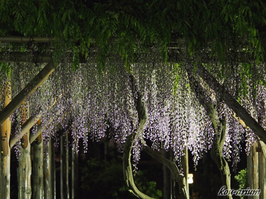 亀戸天神社の藤棚ライトアップ