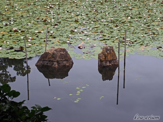龍安寺 鏡容池の水分石