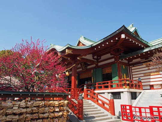 亀戸天神社と紅梅