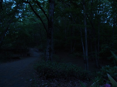 秩父ミューズパーク内の森