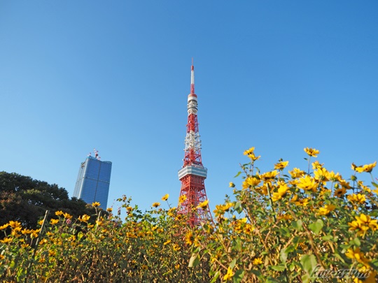 プリンス芝公園から見た東京タワー