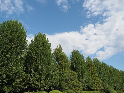 新宿御苑のプラタナス並木