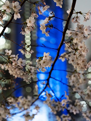 東京都庁舎と桜
